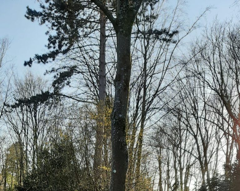 Baumkrone vor blauem Himmel