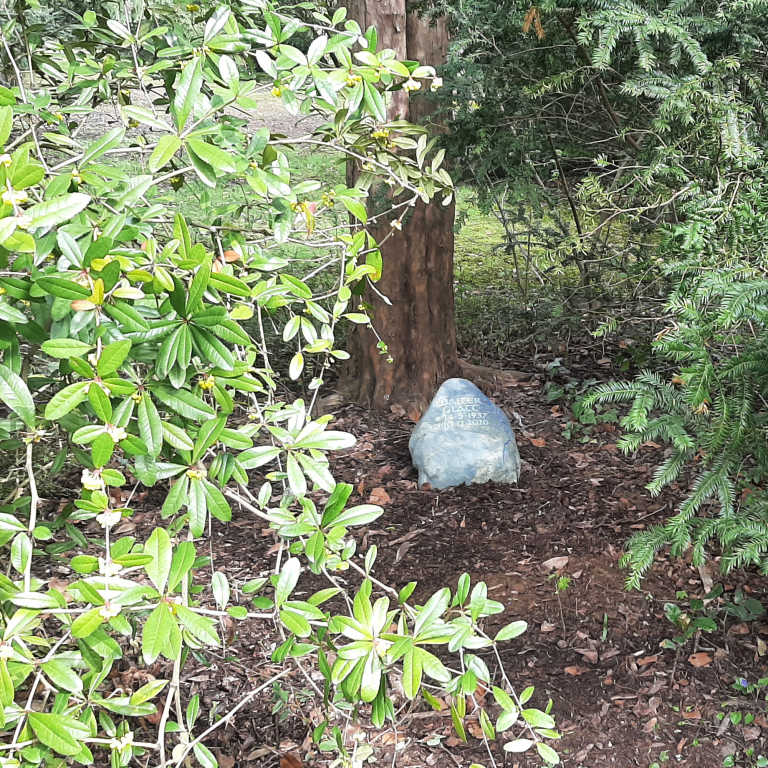 Beschrifteter Grabstein-Findling am Fuße eines Baumes auf dem  Kölner Nordfriedhof