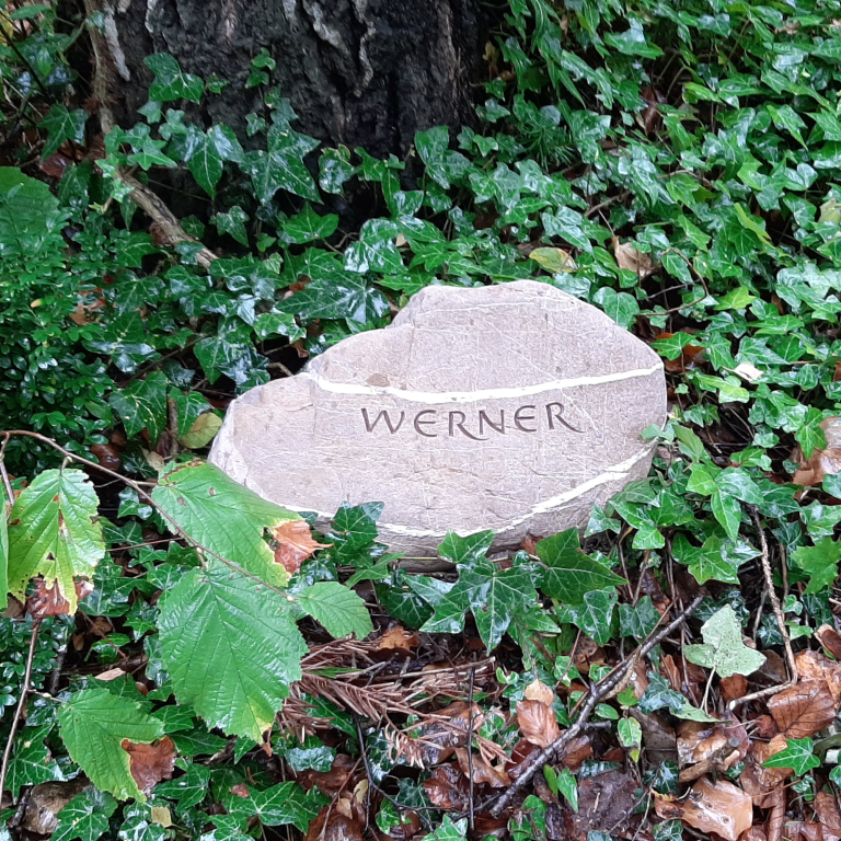 Beschrifteter Grabstein-Findling am Fuße eines Baumes umgeben von  Efeu