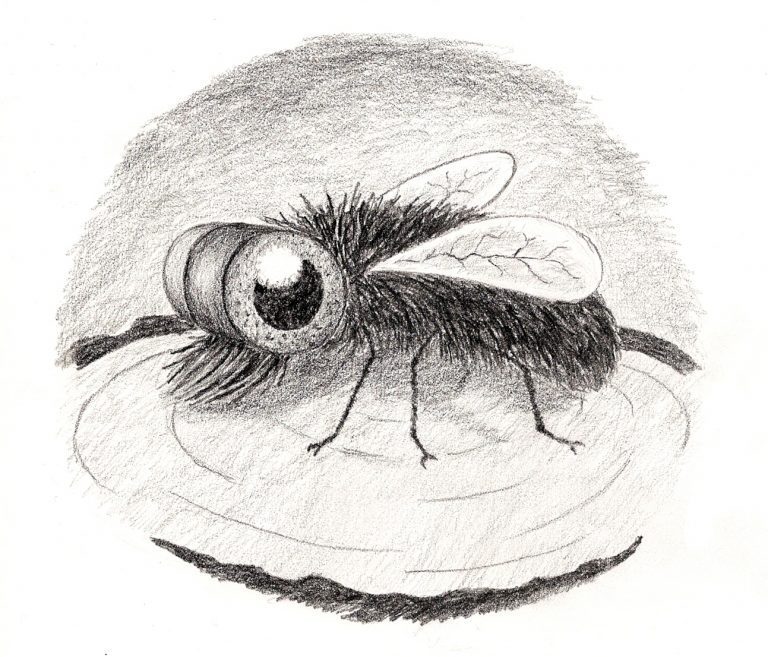 Comic-Zeichnung einer Fliege