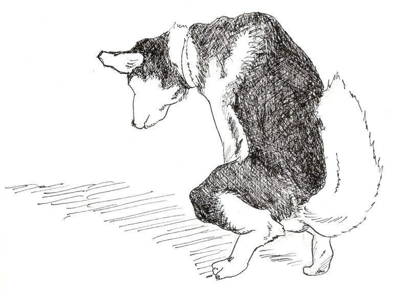 Zeichnung eines Hundes beim ausscheiden von Feststoffen